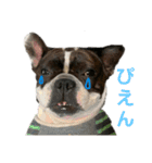 愛犬グリちゃんの日常（個別スタンプ：27）