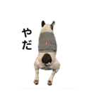 愛犬グリちゃんの日常（個別スタンプ：28）