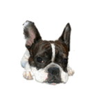 愛犬グリちゃんの日常（個別スタンプ：30）