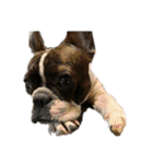 愛犬グリちゃんの日常（個別スタンプ：31）