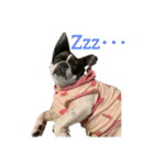 愛犬グリちゃんの日常（個別スタンプ：32）