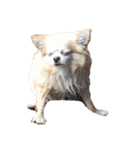 家庭用犬（個別スタンプ：1）