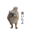 家庭用犬（個別スタンプ：2）
