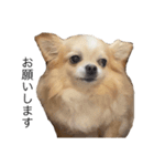 家庭用犬（個別スタンプ：6）