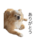 家庭用犬（個別スタンプ：7）