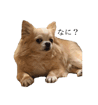 家庭用犬（個別スタンプ：8）