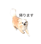 家庭用犬（個別スタンプ：9）