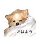 家庭用犬（個別スタンプ：10）