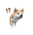 秋田犬コレクション（個別スタンプ：1）