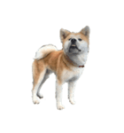 秋田犬コレクション（個別スタンプ：2）
