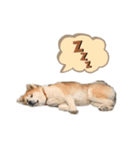 秋田犬コレクション（個別スタンプ：4）