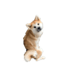 秋田犬コレクション（個別スタンプ：5）