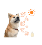 秋田犬コレクション（個別スタンプ：6）