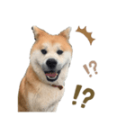 秋田犬コレクション（個別スタンプ：7）