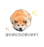 秋田犬コレクション（個別スタンプ：8）