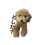 愛犬 おもち4（個別スタンプ：1）