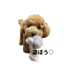 愛犬 おもち4（個別スタンプ：2）