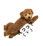愛犬 おもち4（個別スタンプ：5）