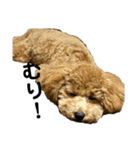 愛犬 おもち4（個別スタンプ：7）