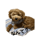 愛犬 おもち4（個別スタンプ：8）