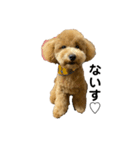 愛犬 おもち4（個別スタンプ：10）