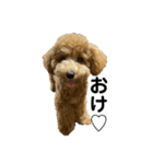 愛犬 おもち4（個別スタンプ：11）