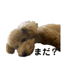愛犬 おもち4（個別スタンプ：12）