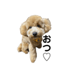 愛犬 おもち4（個別スタンプ：13）