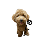 愛犬 おもち4（個別スタンプ：14）