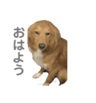 モフちゃんの日常（個別スタンプ：1）