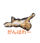 モフちゃんの日常（個別スタンプ：8）