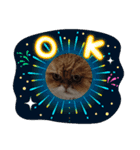 家のねこ 夏物語（個別スタンプ：3）