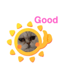 家のねこ 夏物語（個別スタンプ：4）