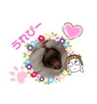家のねこ 夏物語（個別スタンプ：8）