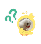白文鳥のしろちゃんのコメント（個別スタンプ：2）