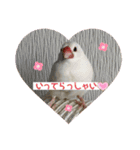 白文鳥のしろちゃんのコメント（個別スタンプ：4）