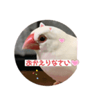 白文鳥のしろちゃんのコメント（個別スタンプ：5）