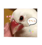 白文鳥のしろちゃんのコメント（個別スタンプ：6）
