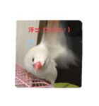 白文鳥のしろちゃんのコメント（個別スタンプ：7）