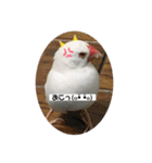 白文鳥のしろちゃんのコメント（個別スタンプ：8）