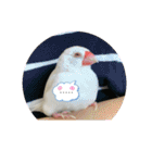 白文鳥のしろちゃんのコメント（個別スタンプ：9）
