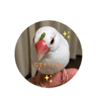 白文鳥のしろちゃんのコメント（個別スタンプ：10）