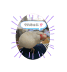 白文鳥のしろちゃんのコメント（個別スタンプ：11）
