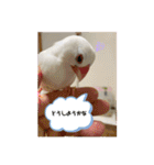 白文鳥のしろちゃんのコメント（個別スタンプ：12）