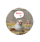 白文鳥のしろちゃんのコメント（個別スタンプ：13）