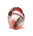 白文鳥のしろちゃんのコメント（個別スタンプ：15）