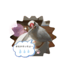 白文鳥のしろちゃんのコメント（個別スタンプ：16）