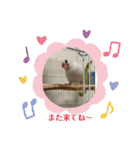 白文鳥のしろちゃんのコメント（個別スタンプ：17）