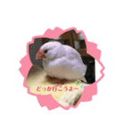 白文鳥のしろちゃんのコメント（個別スタンプ：18）