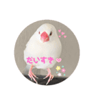 白文鳥のしろちゃんのコメント（個別スタンプ：19）
